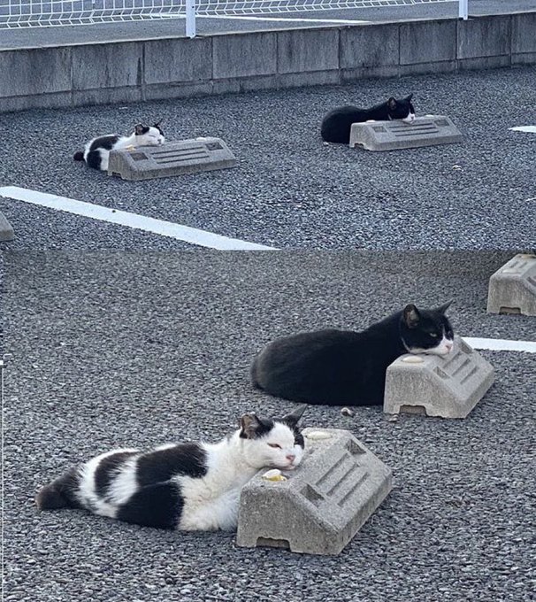 Concrete wheel stops are at the exact right height for these cats.