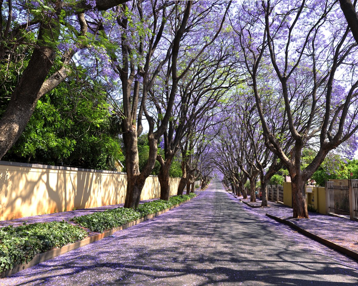 JoburgParksZoo's tweet photo. Jacaranda trees are in full bloom! 🌸

Step outside and immerse yourself in the enchanting beauty of nature as the Jacaranda trees paint the city with their vibrant purple blossoms. 🌳💜

Please share your pictures with us 📸

#jacarandatrees #joburgtrees #ExploreJoburg https://t.co/hErKHGjvLb