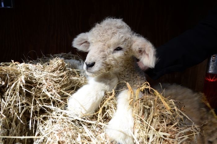 lamb (@mourninglambs) on Twitter photo 