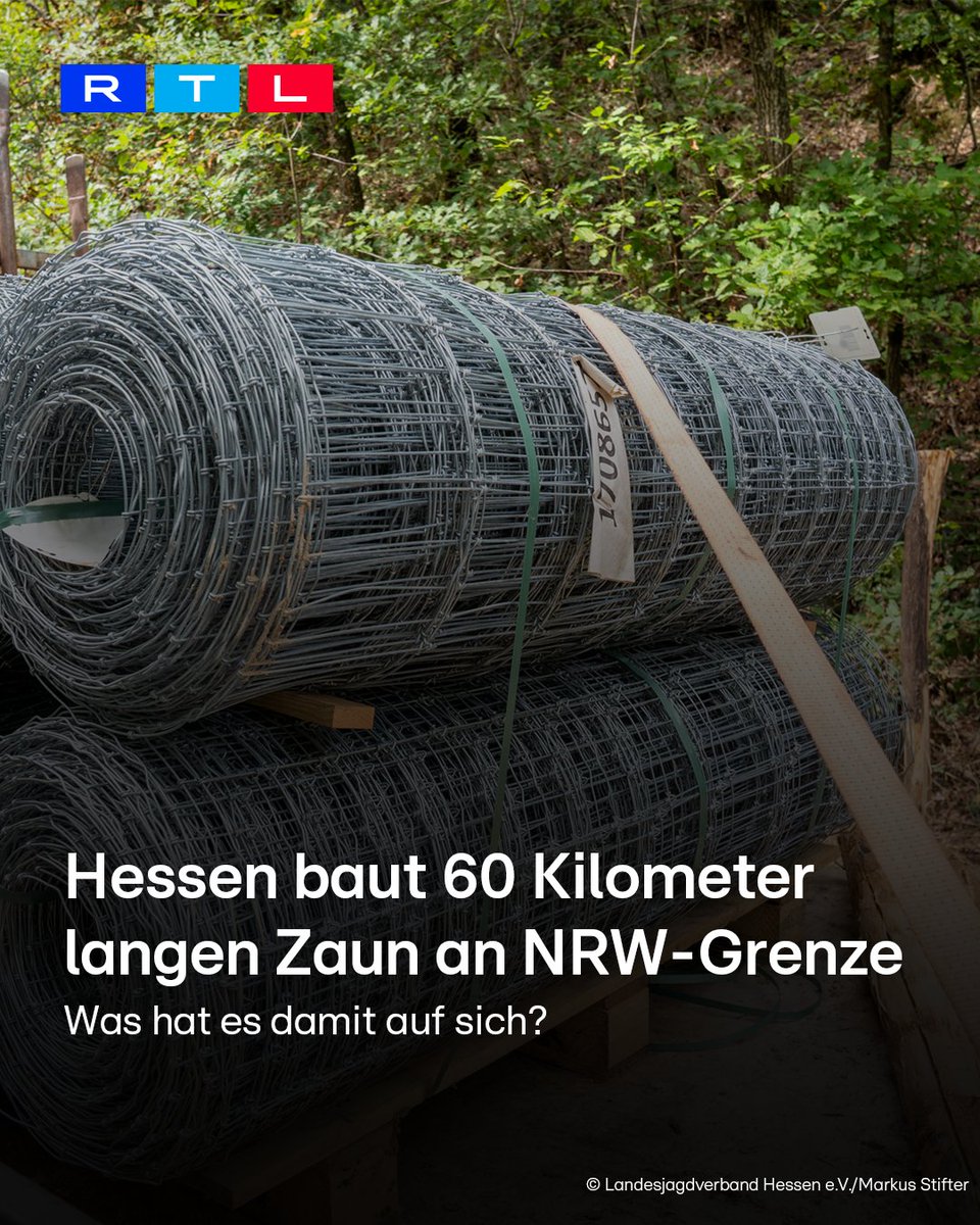 Das hessische #Landwirtschaftsministerium hat angekündigt, einen #Festzaun an der #Grenze zu #NRW zu bauen - rund 60 Kilometer soll er lang sein. Die Vorabreiten dafür sollen noch in dieser Woche starten. Der #Zaun gilt als #Langzeitschutz. Denn so will #Hessen die Ausbreitung