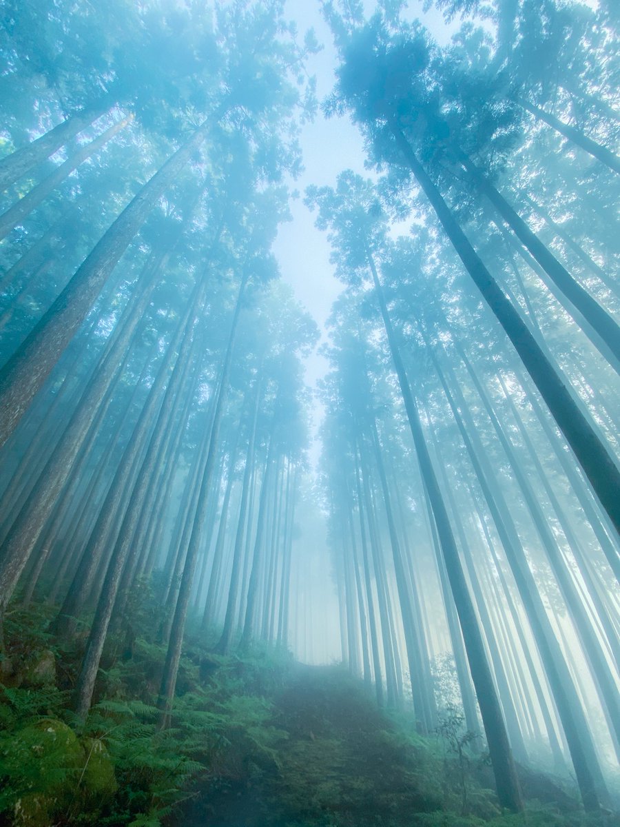 霧に包まれた山が神秘的でした