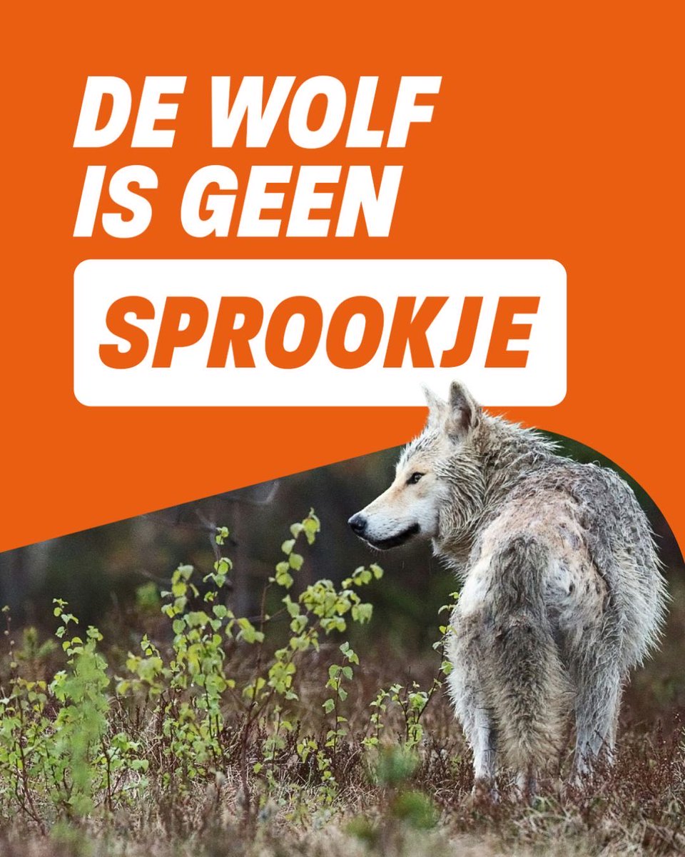 De wolf wordt beter beschermd dan pony’s, schapen en zelfs kinderen. Met de campagne 'De wolf is geen sprookje' roept de SGP op tot realisme. Het is tijd om wakker te worden en grenzen te stellen!

Ga voor actiepunten naar de website. ⬇️

sgp.nl/wolf