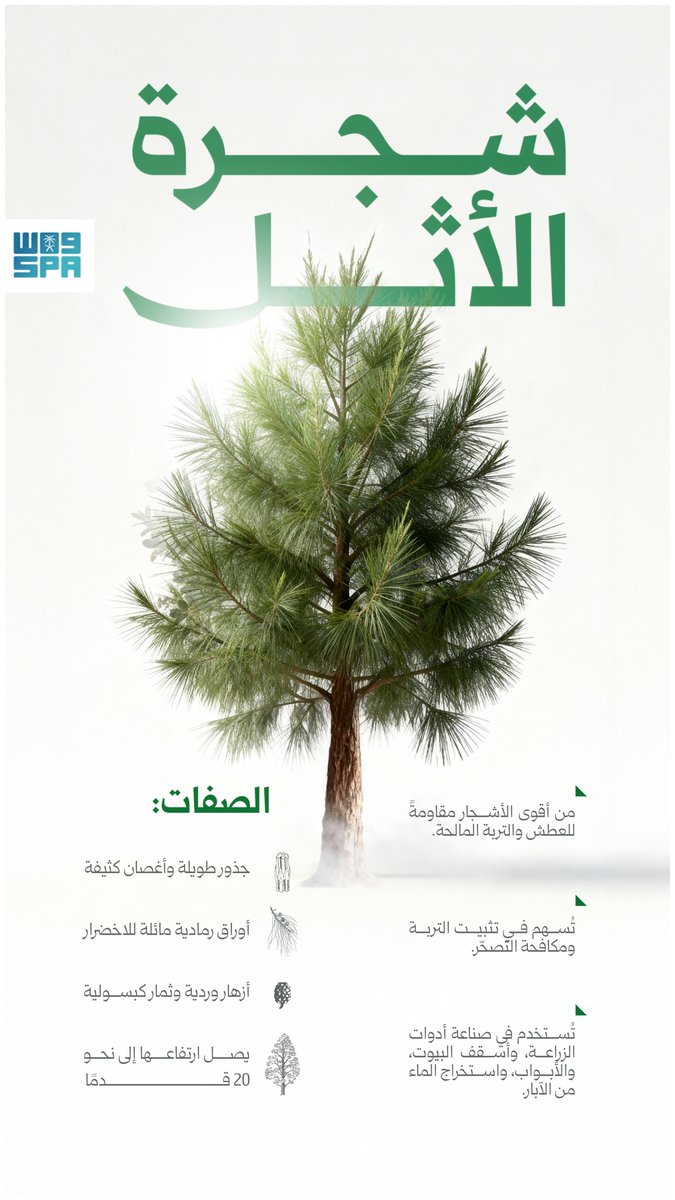 SPAqualitylife's tweet image. شجرة الأثل.. أقوى الأشجار المحلية تحمّلًا ومقاومةً للعطش والتربة المالحة.
#واس