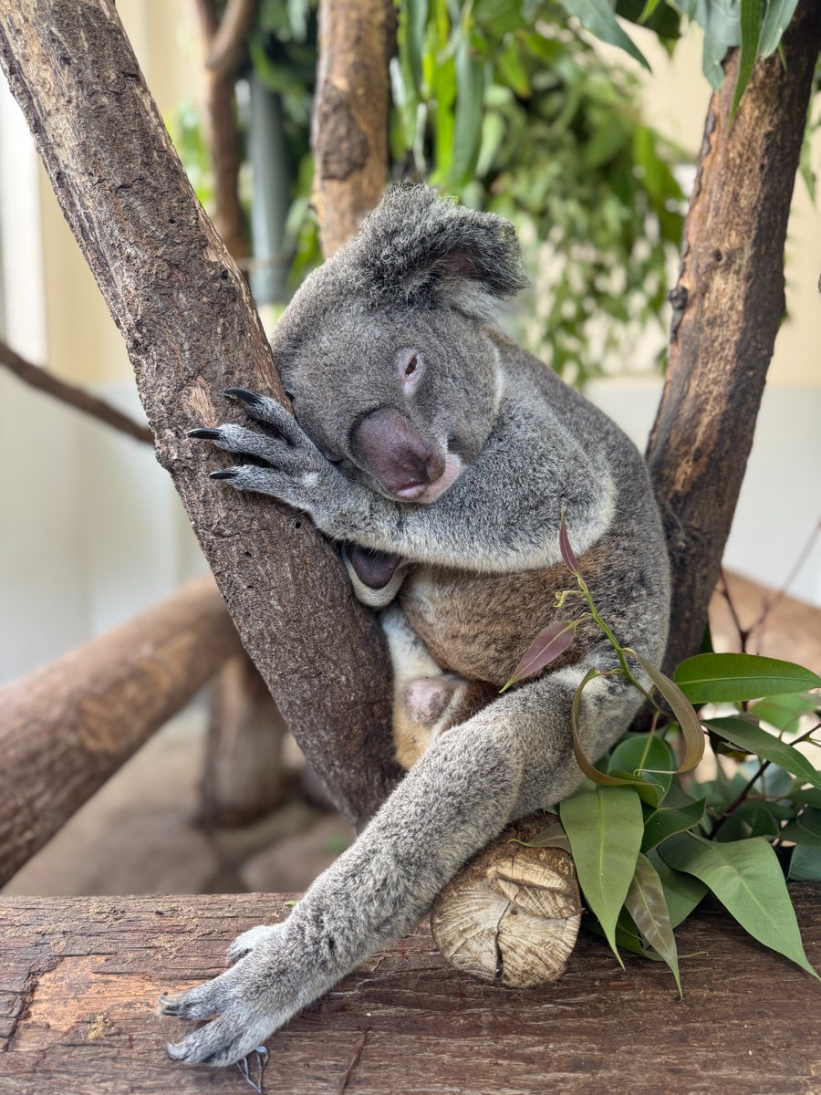 コアラ きんちゃん🍠🥱 1枚だけあずまが混ざっています🍠🤭 2025.9.25