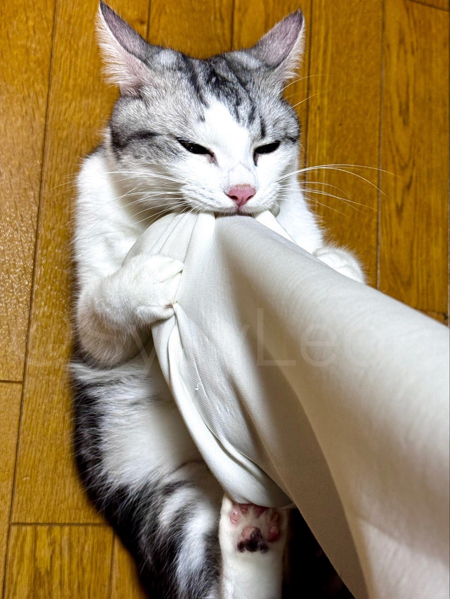 ひきとめりおん

いかにゃいで！

#すやすやリオン #猫好きさんと繋がりたい #CatsOfTwitter