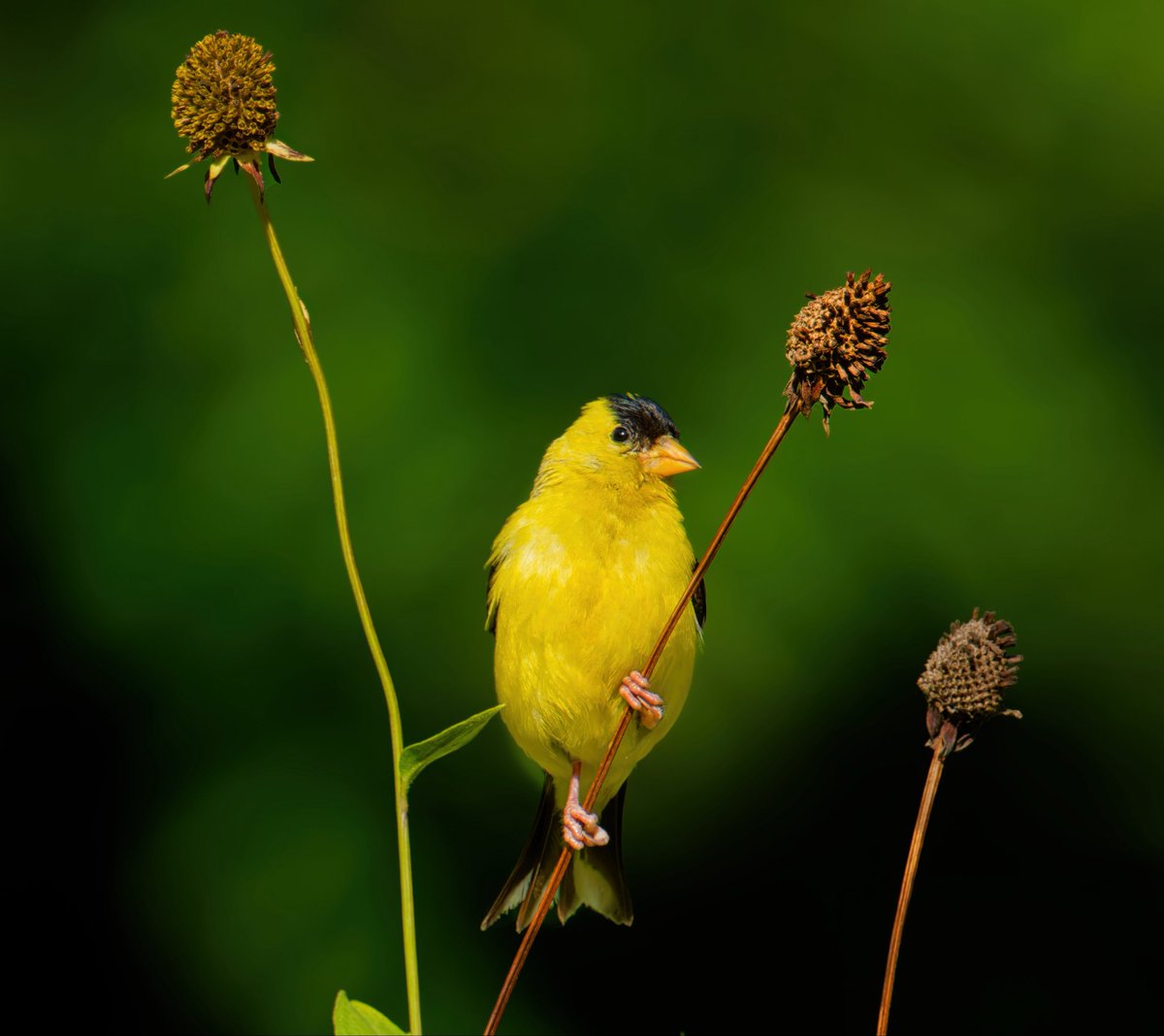 Tweet media one