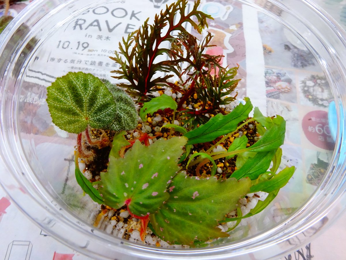 よしだ2号 (@begonia_ysd) / Posts / X