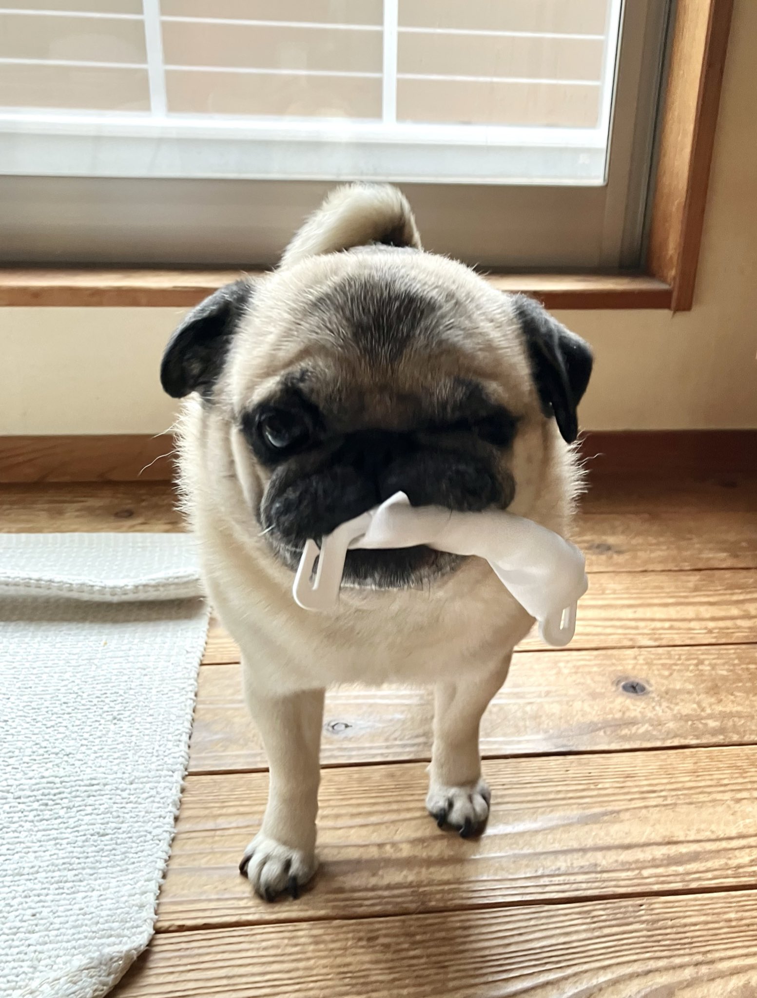 marukoccino (@marukoccino) / X