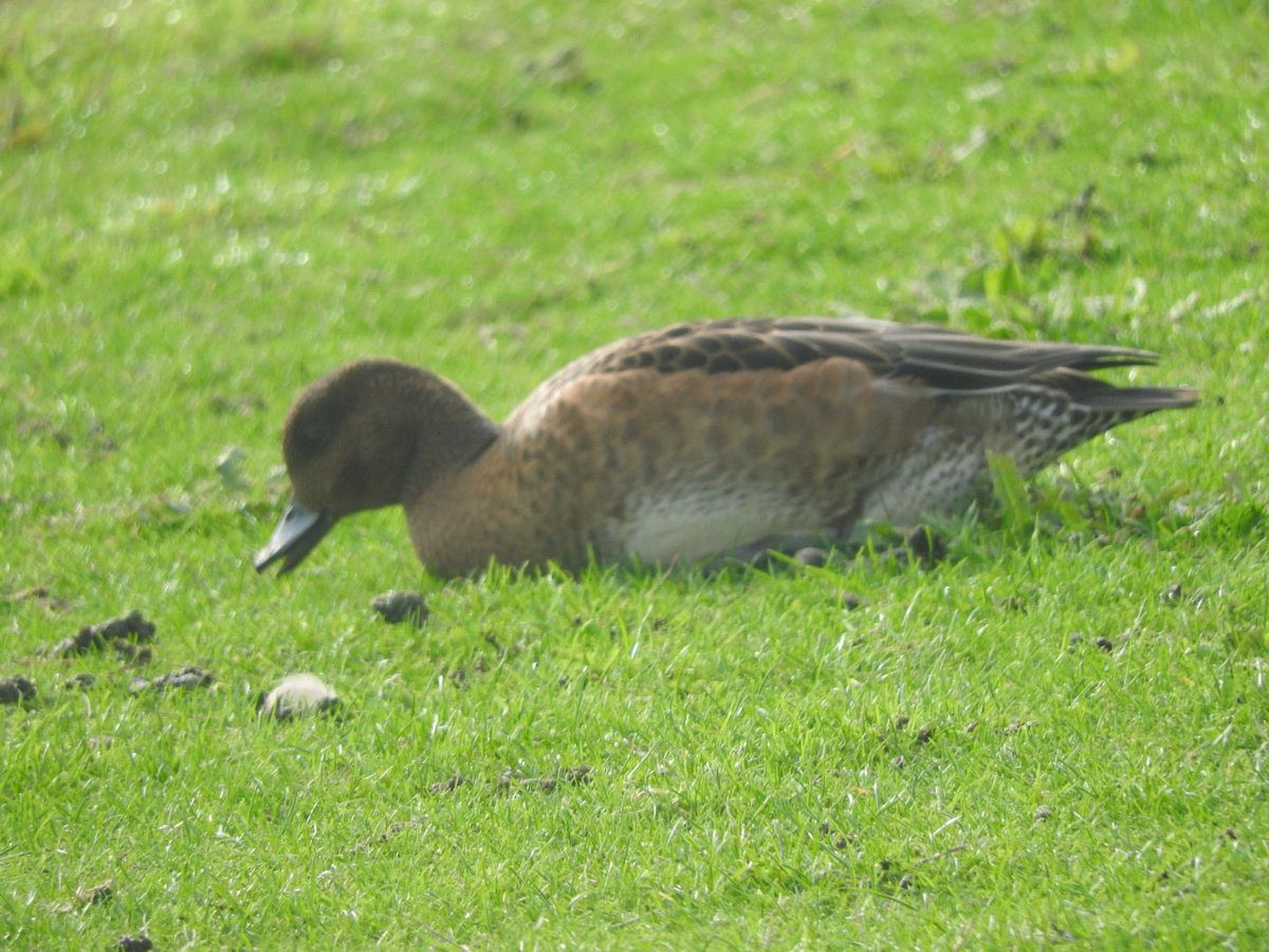 A short wander to the clifftop via Thornwick Pool this morning for a short sea watch and then back for a hot brew to find 3 Wigeon by the lake