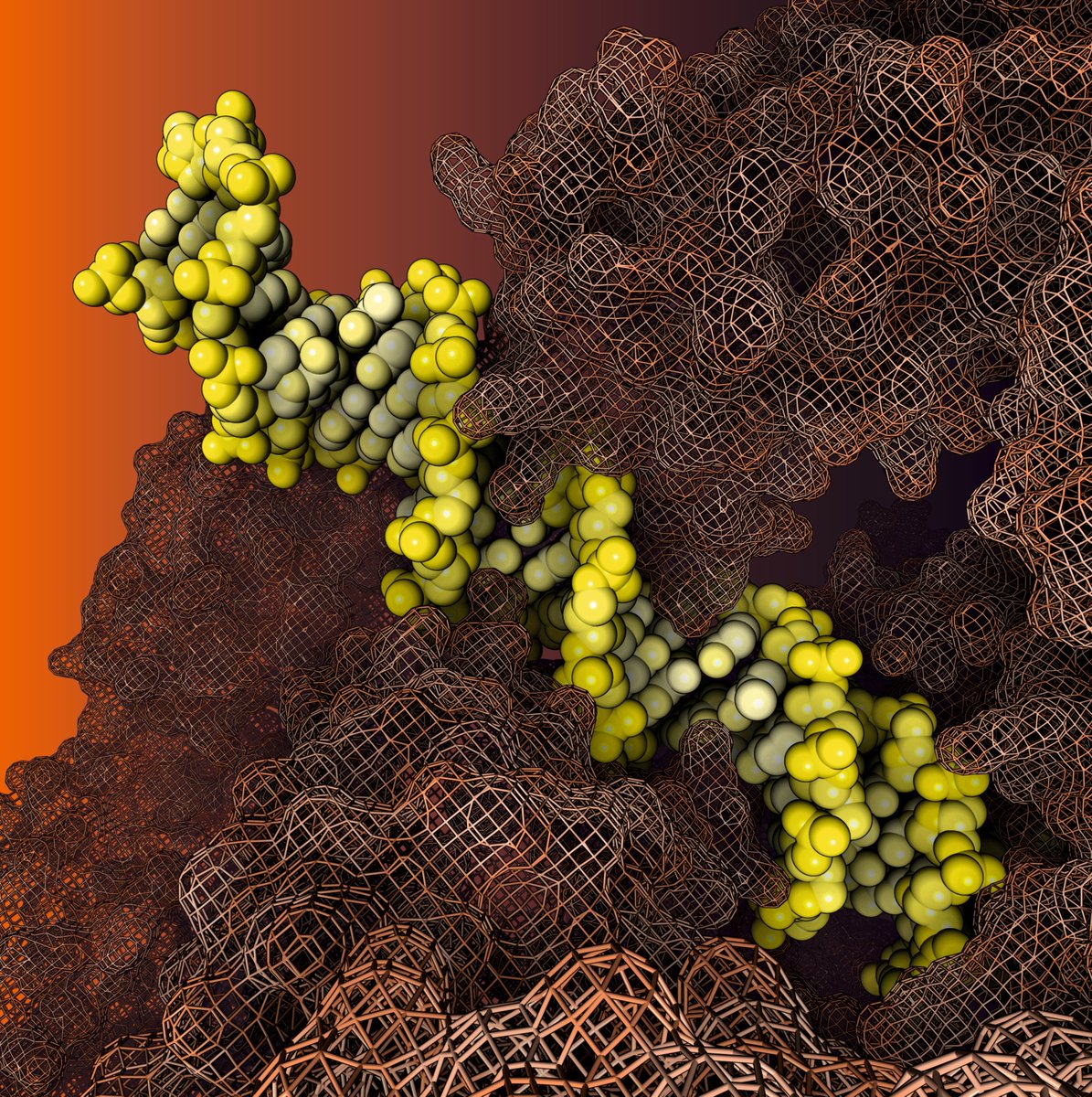 Here you can see a cryoEM structure of the Rep68-AAVS1 heptameric complex of the AAV-2 adenovirus (PDB code: 9BC5)

Rendering by Francisco J. Enguita (<a href="/fenguita/">Francisco J. Enguita</a>) made with #ProteinImager

3dproteinimaging.com/protein-imager…

#SciArt #molecularart #adenovirus #DNA #integrase #cryoem