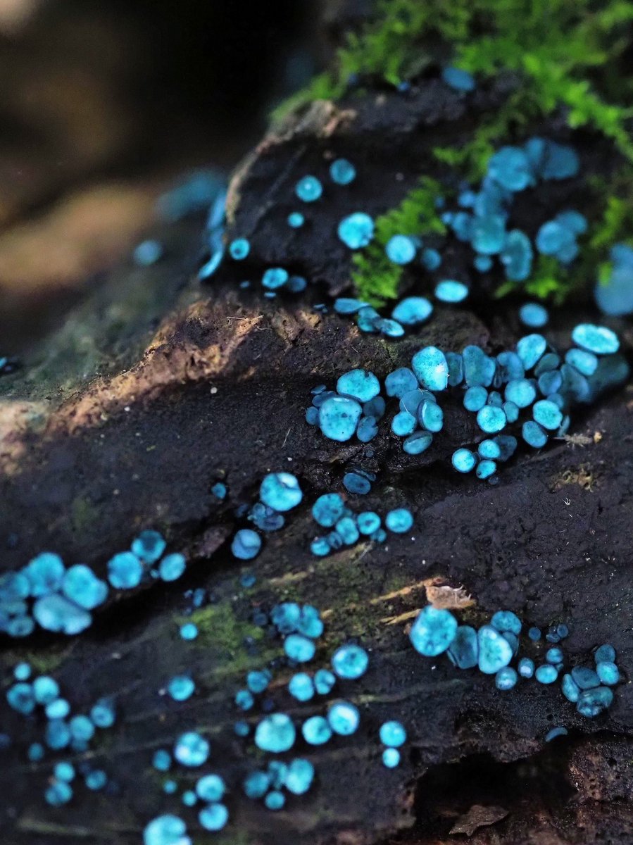 ターコイズブルーの輝き 
#美しいキノコ選手権  
#美しいキノコ選手権2025