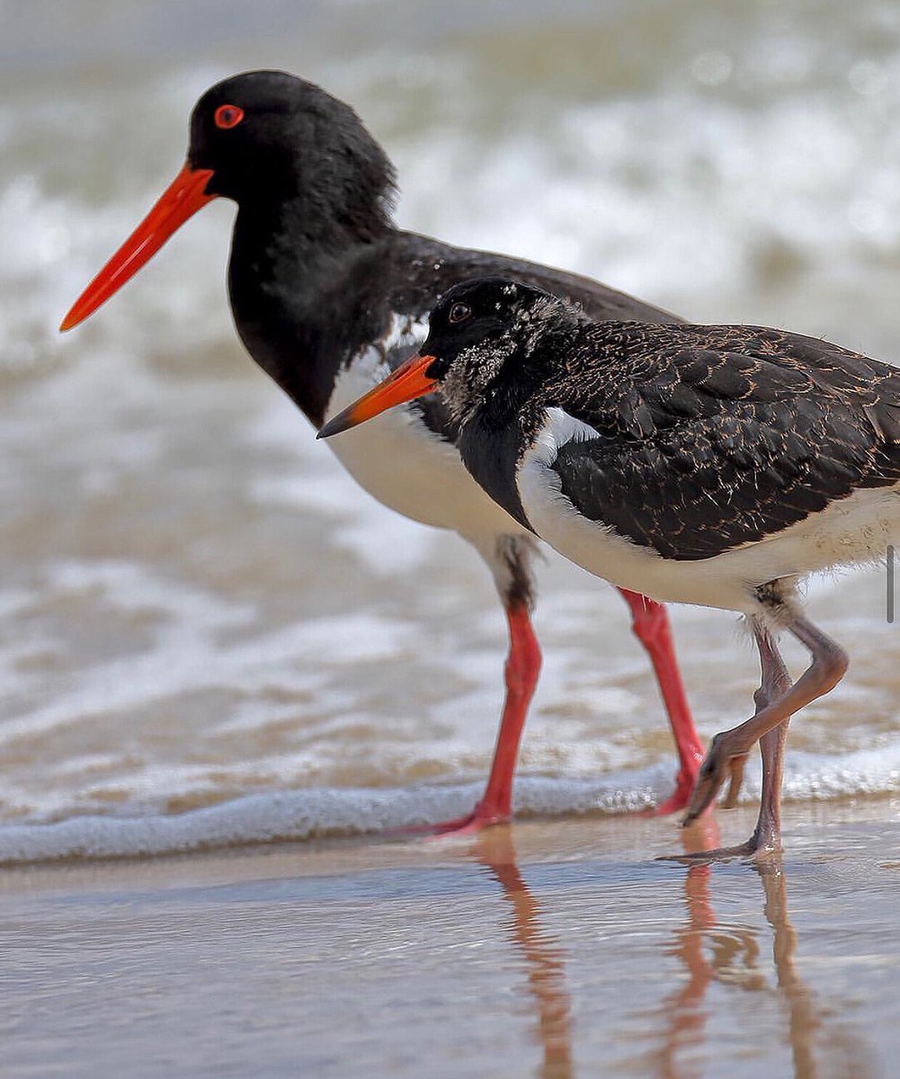 Reinhard__67's tweet photo. The pied oystercatcher Bird, It is a large black and white wading bird found along Australia's entire coastline, favoring sandy beaches, rocky shores, and intertidal flats. 

It is distinguished by its long orange, red bill, red eye rings, and pink legs. https://t.co/rlEj2zav3W