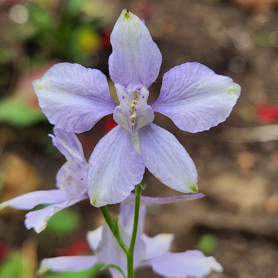 FlutterbyFlora's tweet image. #tinyflowertuesday Larkspur or Doubtful knight-spur which planted itself in a raised bed 💜💚