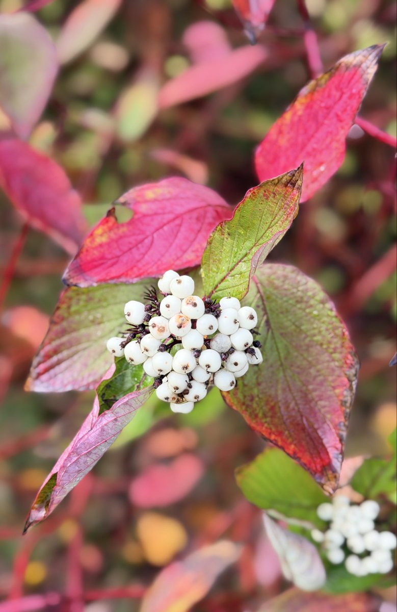 karenmac10's tweet image. Killing some time while @alexmac06’s Tourbus is in for its MOT…#wandering #AutumnLeaves