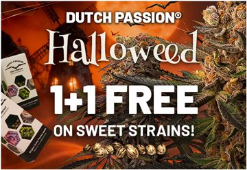 DutchPassion_'s tweet photo. π HALLOWEED IS LIVE! π»
Sweet, spooky & 1+1 FREE on candy-flavoured strainsπ¬πΏ
πͺ Frozen Biscotti
π Candy Bubatz XL
π Lemon Z
π Auto Red Tropicana Cookies
Fill your basket π
π https://t.co/kiEm9FzcrB
#Halloweed #DutchPassion #SweetStrains #CannabisCommunity https://t.co/eR67E2grKO