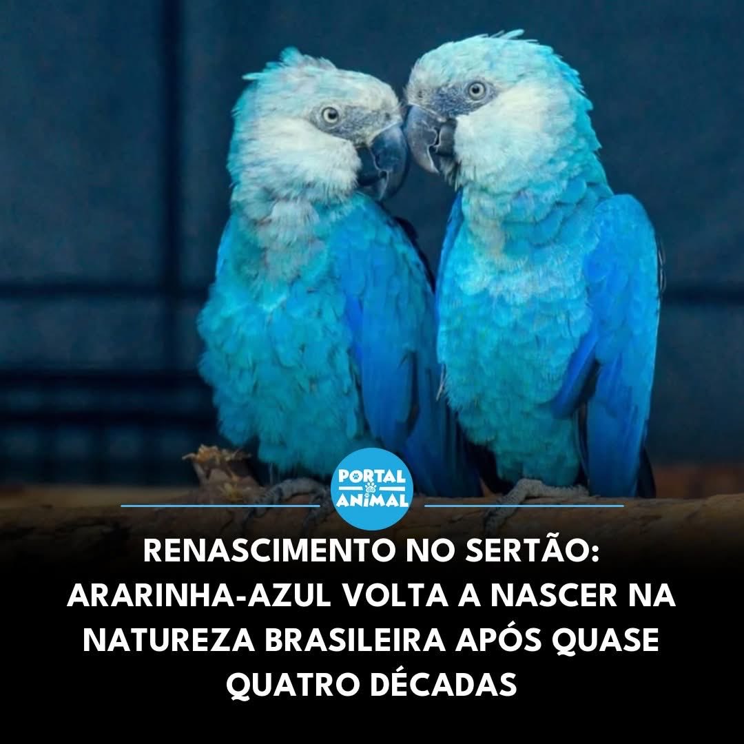 detremura's tweet image. Só boas notícias