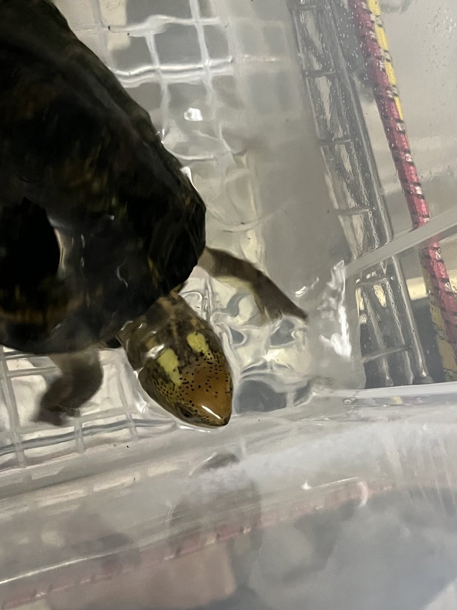 目の模様部分に黒点がなく白目な子🐢

遺伝したら白目血統って名付けたい🤣w