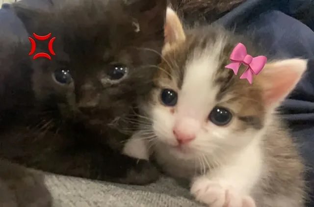 Miaw (@miaw) on Twitter photo 