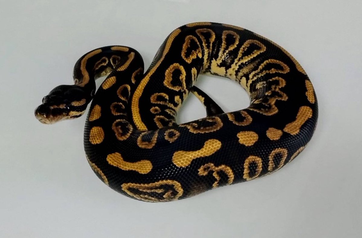 UmbrellaPython's tweet image.