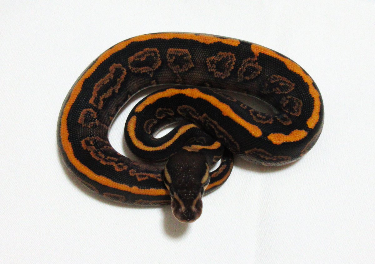 UmbrellaPython's tweet image.
