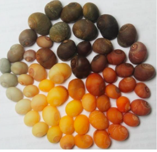 NarudaaArnaud's tweet photo. La plus ancienne “bijouterie” préhistorique  d’Europe: Une équipe de chercheurs en paléoanthropologie du laboratoire Pacea, à Bordeaux, a découvert un atelier de fabrication de parures en coquillages daté d’au moins 42 000 ans sur le site de Saint-Césaire. Les artisans étaient-ils les derniers Néandertaliens ou les premiers Homo Sapiens ? La question reste ouverte, mais l’enquête progresse https://t.co/556A1Ptc3H