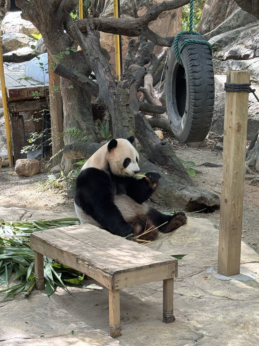 pandas_fr's tweet image. 🐼🇨🇳 Voici le mâle Ku Ku 酷酷 de la portée de triplés née le 29 juillet 2014 au parc de #Chimelong à Guangzhou.
📸 20 octobre 2025 / ©️ Jérôme POUILLE
panda.fr
linktr.ee/pambassador