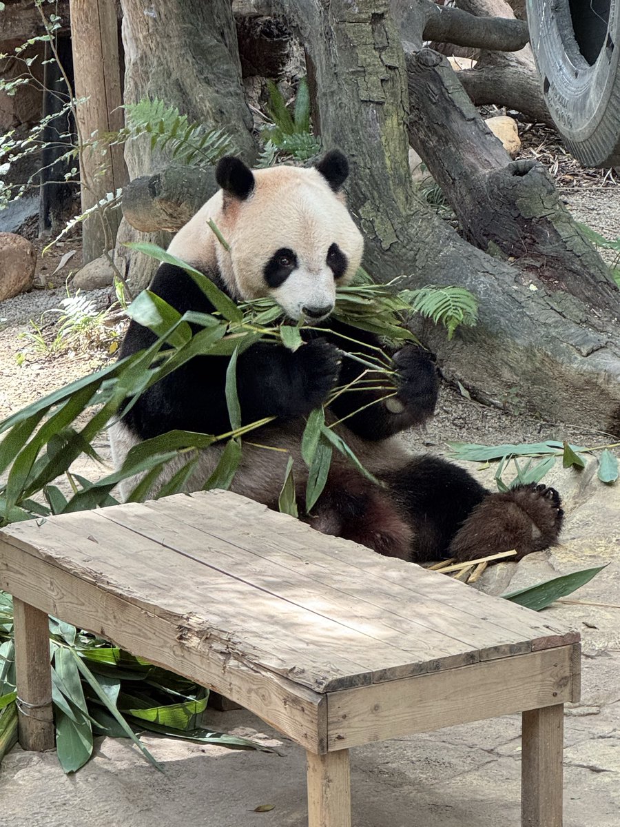 pandas_fr's tweet image. 🐼🇨🇳 Voici le mâle Ku Ku 酷酷 de la portée de triplés née le 29 juillet 2014 au parc de #Chimelong à Guangzhou.
📸 20 octobre 2025 / ©️ Jérôme POUILLE
panda.fr
linktr.ee/pambassador