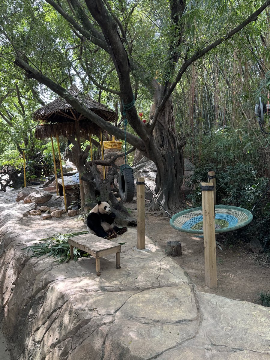 pandas_fr's tweet image. 🐼🇨🇳 Voici le mâle Ku Ku 酷酷 de la portée de triplés née le 29 juillet 2014 au parc de #Chimelong à Guangzhou.
📸 20 octobre 2025 / ©️ Jérôme POUILLE
panda.fr
linktr.ee/pambassador