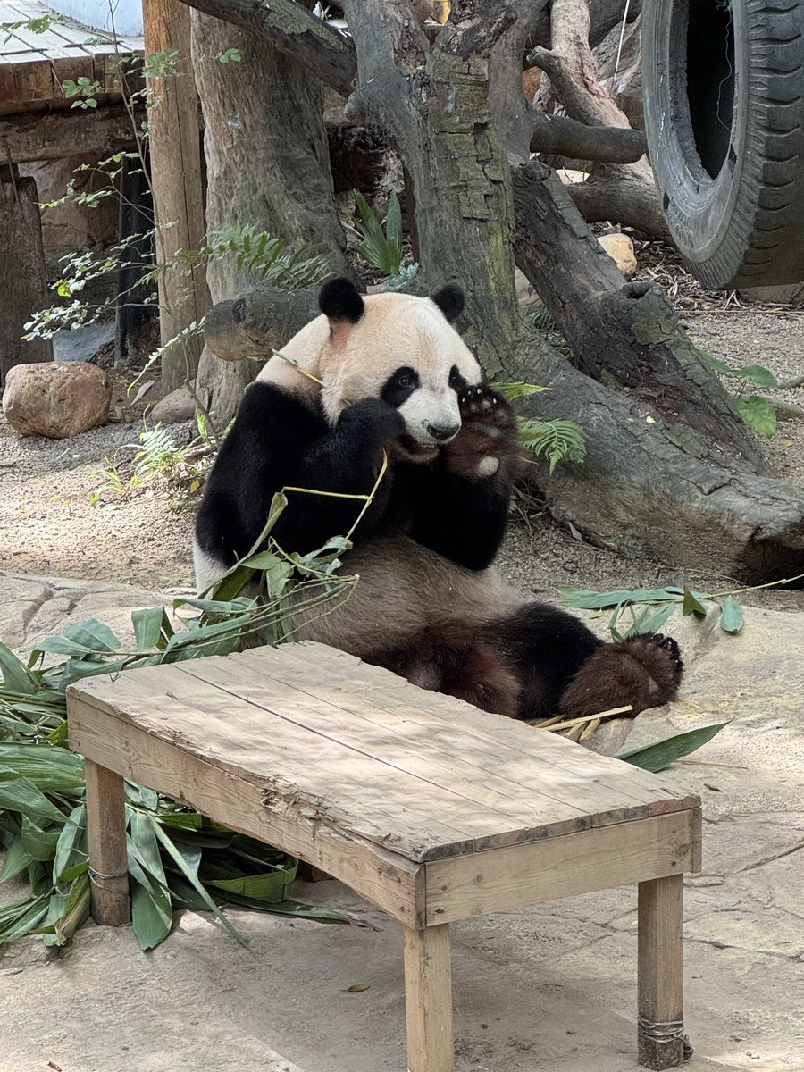 pandas_fr's tweet image. 🐼🇨🇳 Voici le mâle Ku Ku 酷酷 de la portée de triplés née le 29 juillet 2014 au parc de #Chimelong à Guangzhou.
📸 20 octobre 2025 / ©️ Jérôme POUILLE
panda.fr
linktr.ee/pambassador