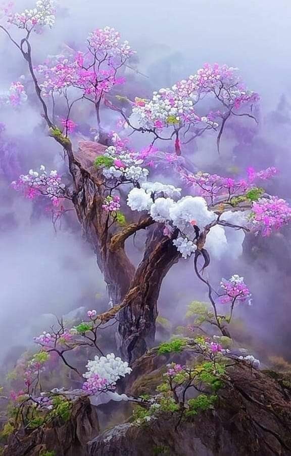 Flower Lover (@khemta555678136) on Twitter photo 