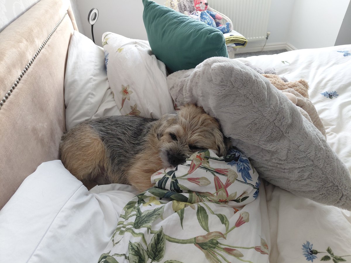 Gary Border Terrier 🏴󠁧󠁢󠁷󠁬󠁳󠁿 🇺🇦 tweet media
