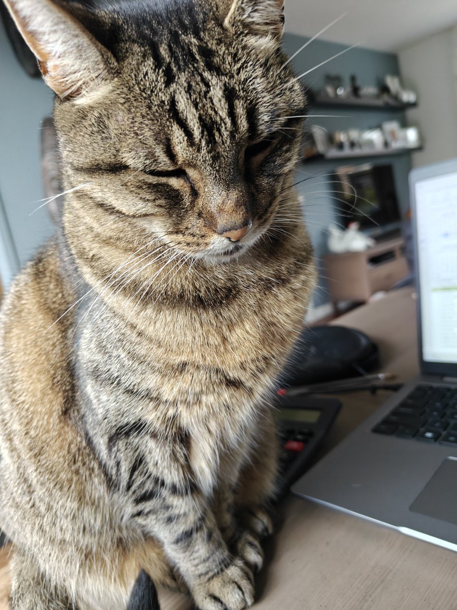 Vrouwtje vind mij vervelend. Zit voor de laptop maar ze zegt nu kan ik geen brokjes verdienen maar ik heb het koud ook al staat de verwarming aan.