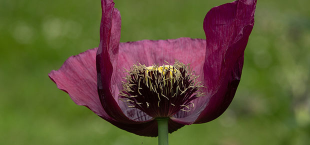 STEMHUB_SE's tweet image. #HalfTerm is the perfect time to get outside with friends &amp;amp; family! 🌼 Whether you’re new to nature walks or an experienced #botanist, you can use bit.ly/3v9U3G9 to identify wild plants on your adventures. 🌿@BSBIbotany #STEMed #Parents #Students #Flora #Discover…