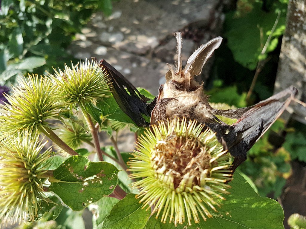the bat-bagging burdock burrs of the Black Mountains, south Wales 

(an unfortunate brown long-eared bat)