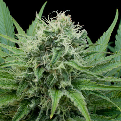 ToroGrow's tweet photo. G13 Labs Seeds - Raw Diesel (fem.) https://t.co/I1QOawvaqp #ToroGrowshop #Cannabis #torogrow #гроушоп #Growshop #семена #каннабис #TG #Seeds https://t.co/VbQm37uFeL