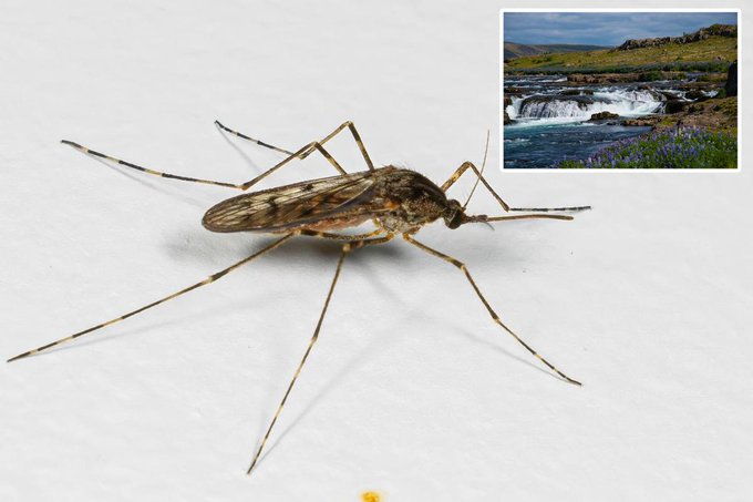 TheInsiderPaper's tweet image. JUST IN - Bug expert terrified to see mosquitoes in Iceland for the first time in history: ‘The last fortress has fallen’ - NYP