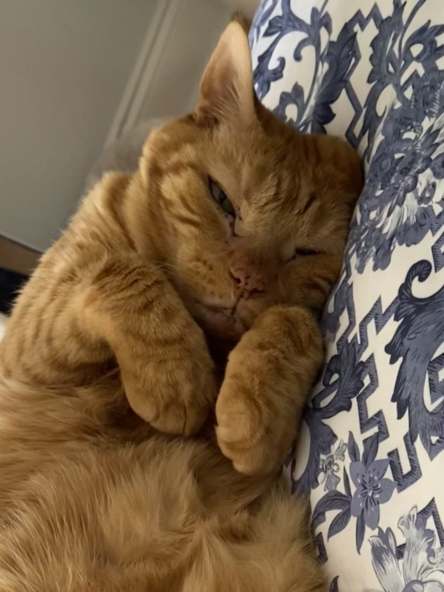 Sarah Scully tweet media