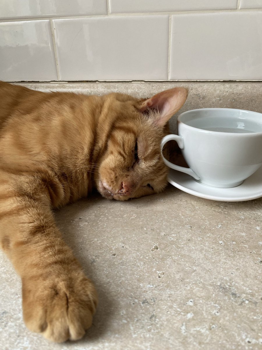 Sarah Scully tweet media