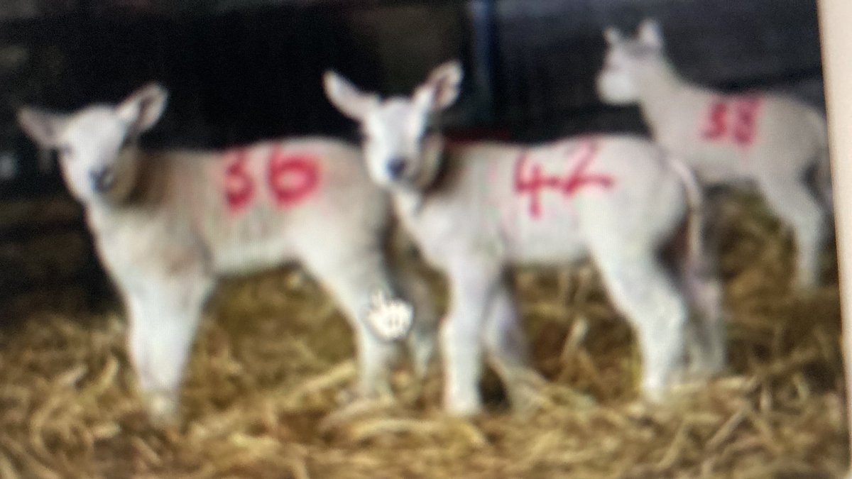Catherine Blaiklock BP (@blaiklockbp) on Twitter photo Normal stun for a lamb: 1 amp. Maybe 1/1000 wake up as they are being bled.
Halal stunned and  <a href="/RSPCA_official/">RSPCA (England & Wales)</a> condoned:  1/2 amp. Animals regularly regain consciousness as they get their throats slit.
gofundme.com/f/fhqnhg-judic… Normal stun for a lamb: 1 amp. Maybe 1/1000 wake up as they are being bled.
Halal stunned and  <a href="/RSPCA_official/">RSPCA (England & Wales)</a> condoned:  1/2 amp. Animals regularly regain consciousness as they get their throats slit.
gofundme.com/f/fhqnhg-judic…