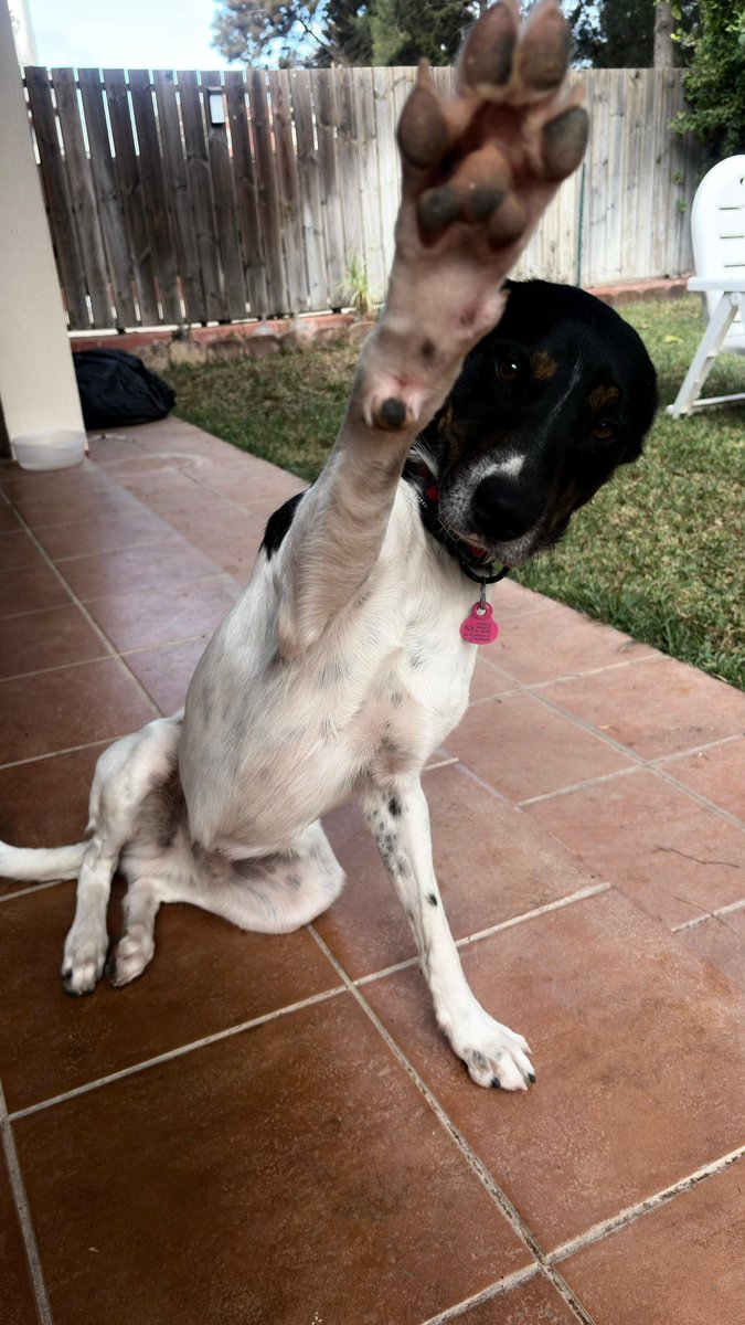 #BIMBO
Este amigo tan cariñoso , juguetón y estupendo busca familia desesperadamente , era de una persona que nunca le hizo caso, lo cedió a un segundo y este a un tercero que lo encerró , gracias a una humana estupenda ha llegado a nosotros .
Quieres ser su familia ?