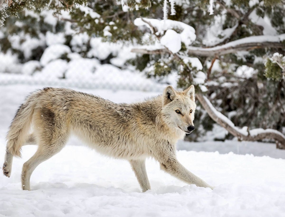 Well there’s always someone that loves the cold weather! #wolf