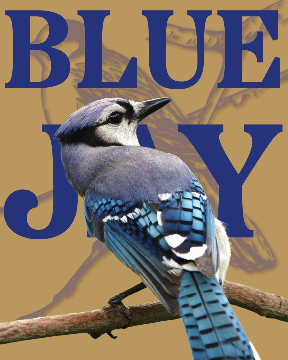 longpointca's tweet image. Between ball fans and Blue Jays, the noise has been loud!! The fans cheered on the Jays and the birds have been making their presence known! #DYK Blue Jays (the birds) are louder in the fall because they are scavenging for food and sending out warnings due to ⬆️ hawk activity??