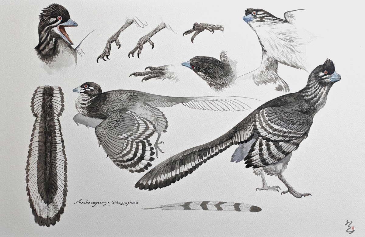 Baols (@zihanshen115982) on Twitter photo Watercolor painting: Archaeopteryx lithographica Watercolor painting: Archaeopteryx lithographica