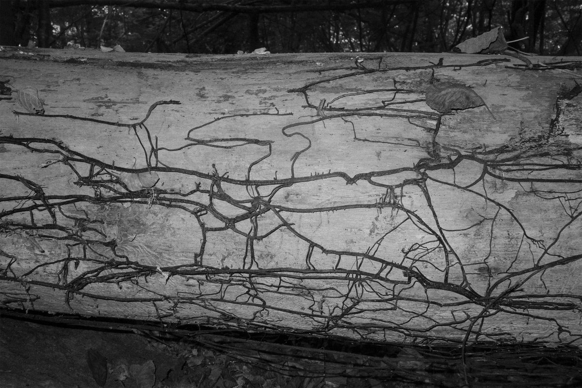 Alexander (@juststrangefeel) on Twitter photo 