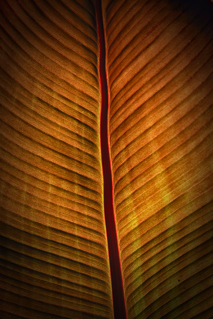 Sam_Alexandra23's tweet image. Good day Gang!  Yes, it's #Texture Tuesday once again!  Hope you'll share your best captures that "fill the frame" with texture. Have a peaceful and productive day out there and remember to take your camera with you! #Photography #nature 📸