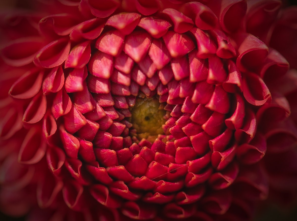 Sam_Alexandra23's tweet image. Good day Gang!  Yes, it's #Texture Tuesday once again!  Hope you'll share your best captures that "fill the frame" with texture. Have a peaceful and productive day out there and remember to take your camera with you! #Photography #nature 📸