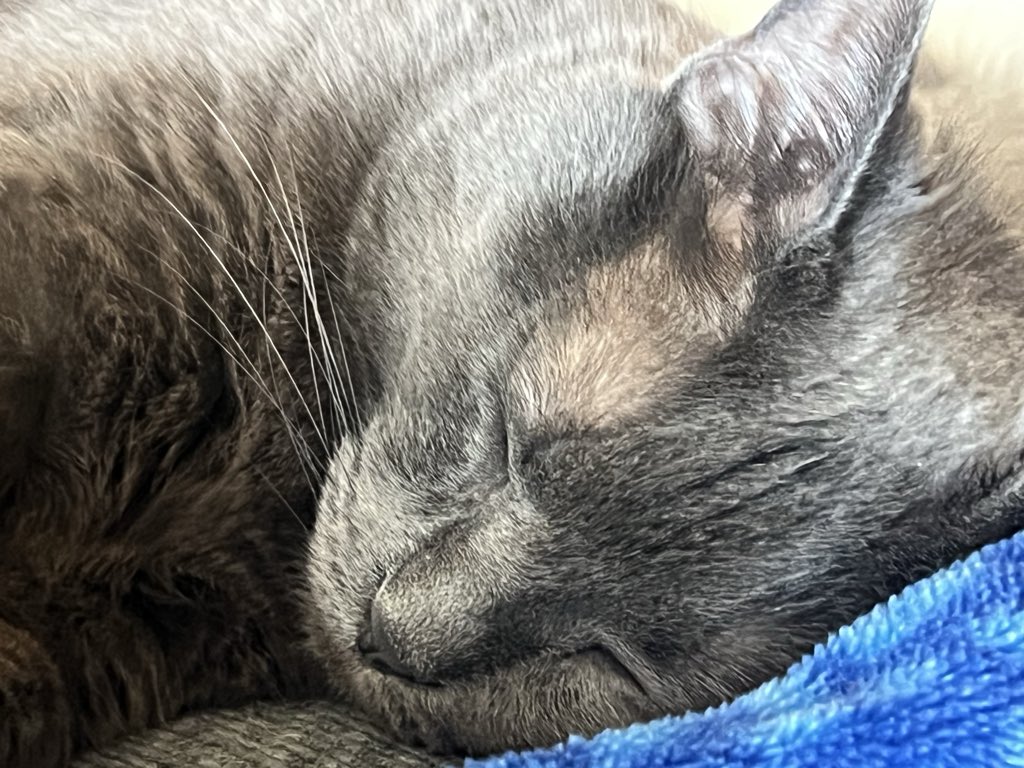 Puff the Magic Kitty tweet media