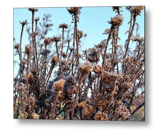 Frost-Kissed Winter Wildflowers in Sunlight. Find my image on many items here:
fineartamerica.com/featured/frost…
#MoonWoodsShop #nature #artforsale #buyintoart #FineArtAmerica #photography #wallart #FindYourThing #NatureBeauty #botanical #autumn