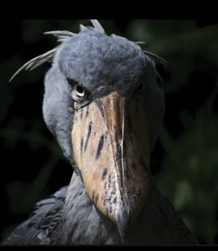 UnWocked tweet media