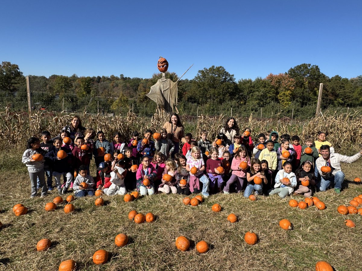 ufsdtarrytowns's tweet image. Morse School field trip fun! 🎃 Our second graders are enjoying a perfect fall day pumpkin picking at Davies Farm — smiles, sunshine, and pumpkins galore! 🍁🚌 #HorsemenPride #FallFun